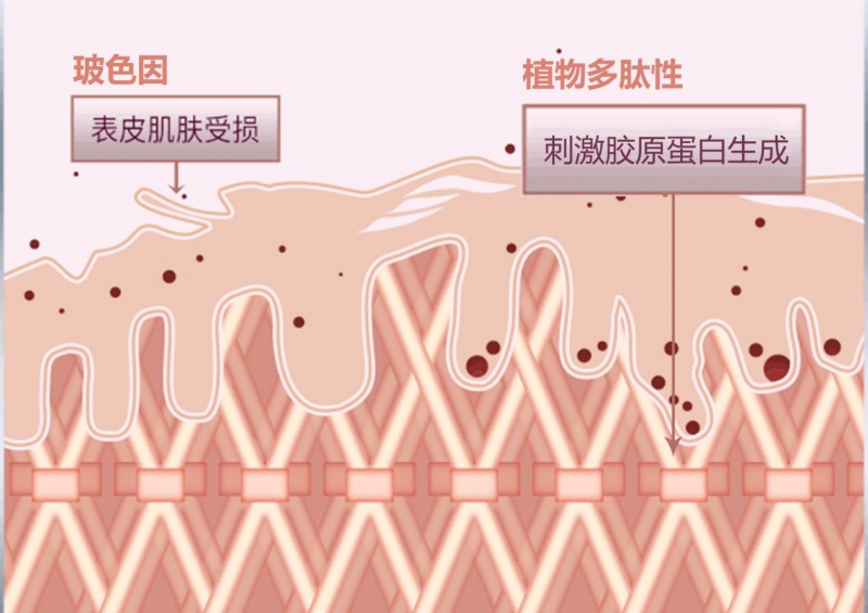 玻色因。植物多肽